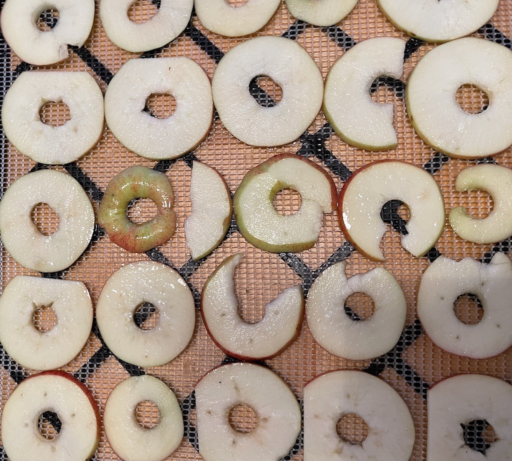 Epleskiver som skal tørkes 
Dehydrating fruit - this picture shows apple slices before dehydrating.