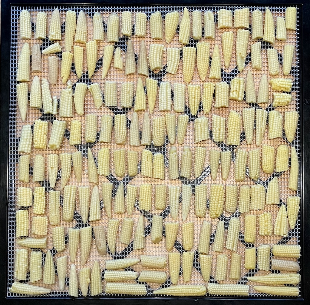dehydrating vegetables: canned baby corn before dehydrating