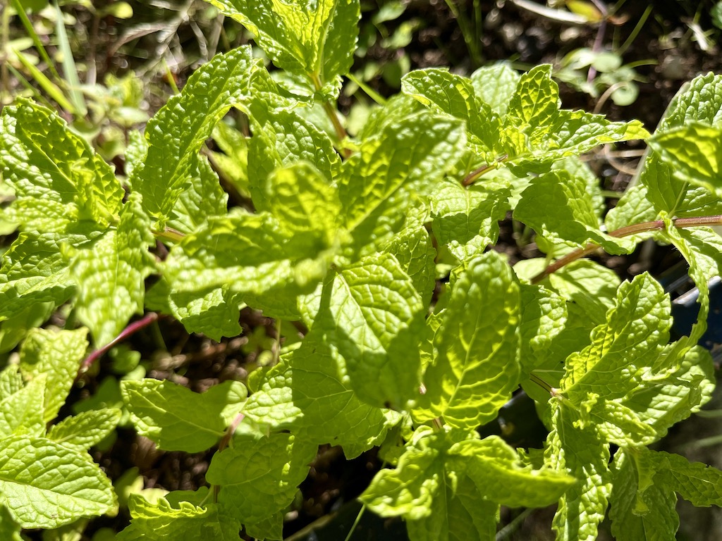 Mojitomynte som skal tørkes. tørkede mynte blander jeg i couscous salaten.